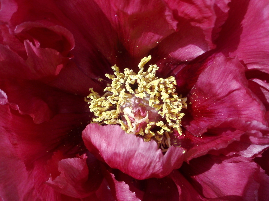 Japanese Peonie